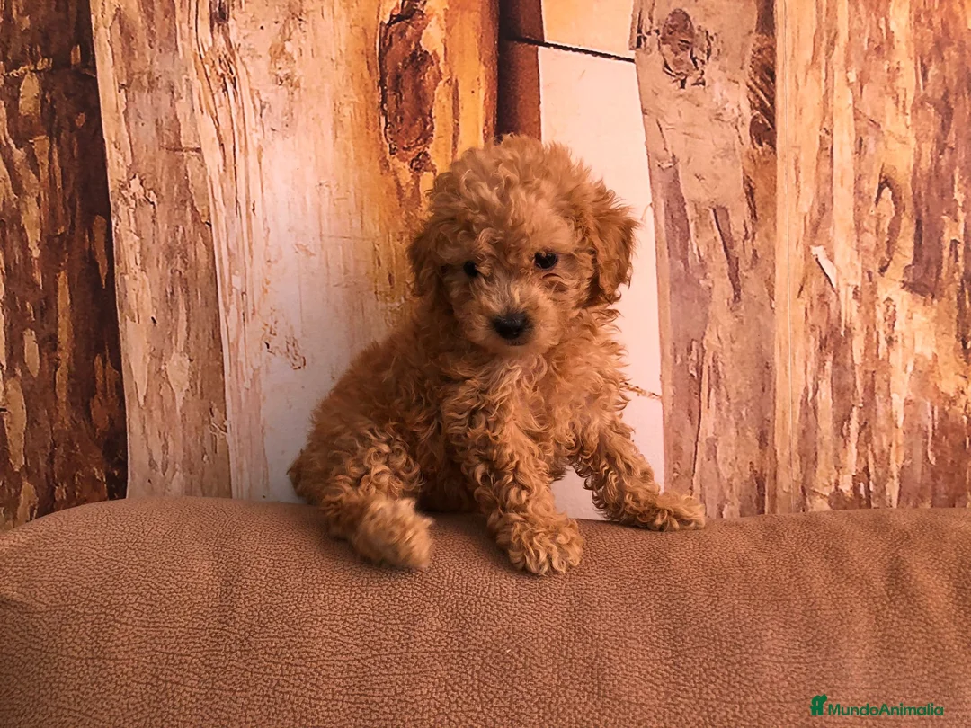 Caniche Toy perros en venta: Caniche toy  - Anuncio 2