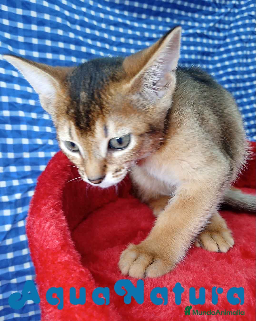 Abisinio gatos Abisinio Hembra de Mia 4175 - AQUANATURA en Barcelona - Anuncio 2