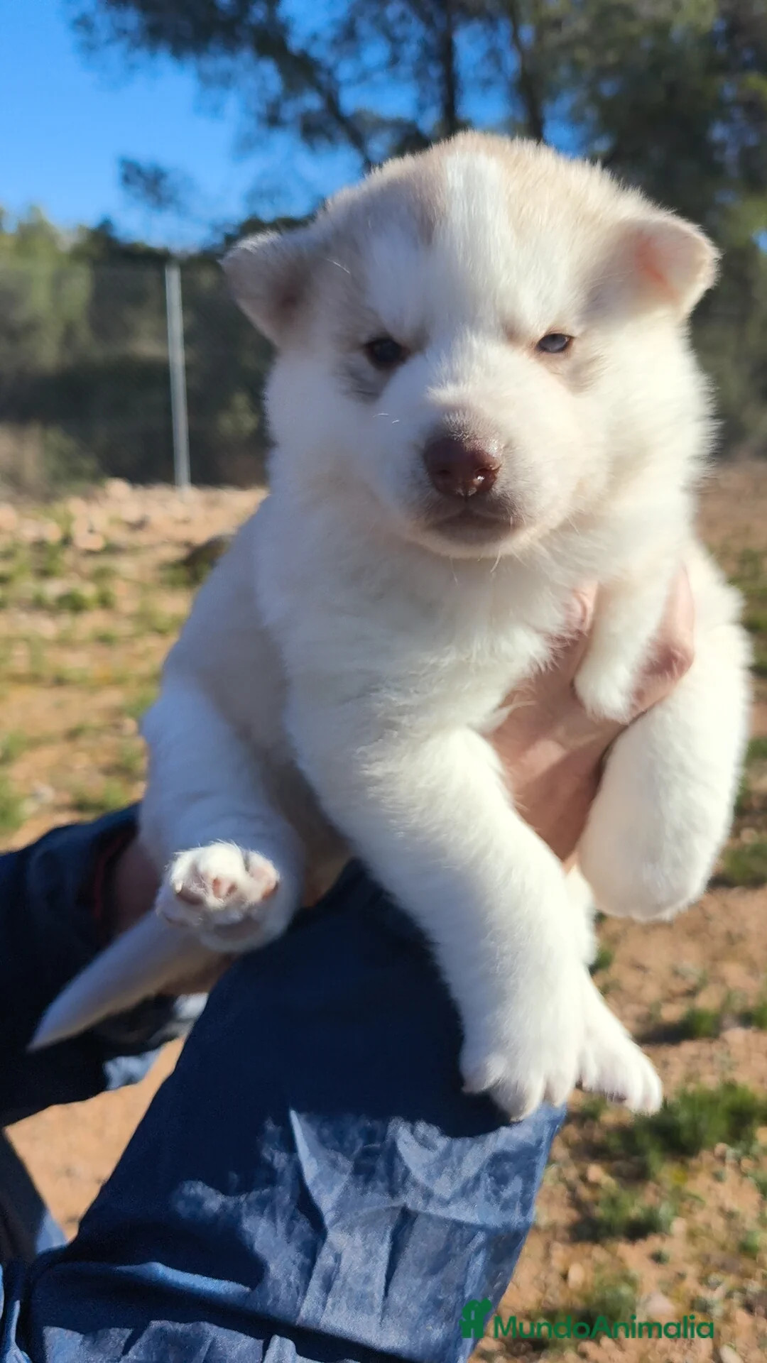 Husky Siberiano perros en venta: Husky SIBERIANO Macho y Hembra  - Anuncio 1