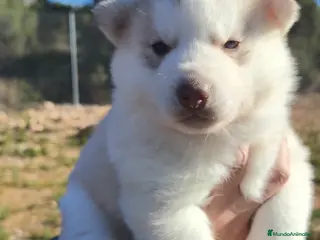 Husky Siberiano perros Husky SIBERIANO Macho y Hembra - Anuncio 3