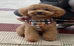 Caniche Toy perros en venta: Caniche toy  - Imagen 2