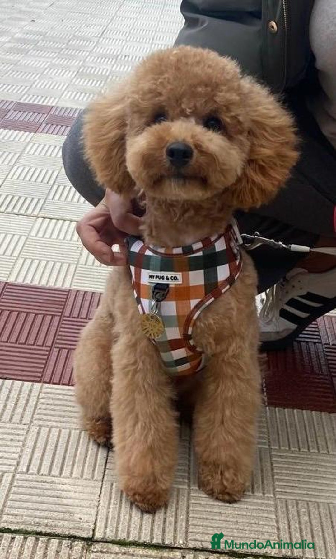 Caniche Toy perros en venta: Caniche toy  - Imagen 2