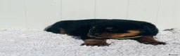 Rottweiler perros en venta:  Rottweiler  en Sevilla - Anuncio 24