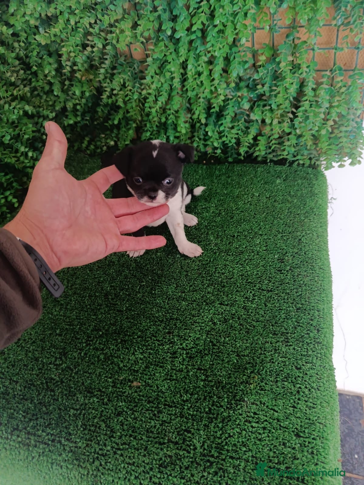 Chihuahua perros Chiihuhua - Anuncio 1