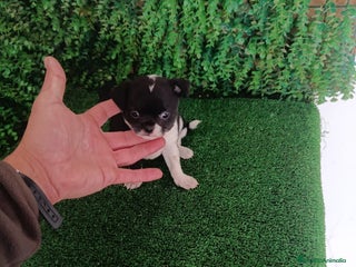 Chihuahua perros Chiihuhua - Anuncio 3