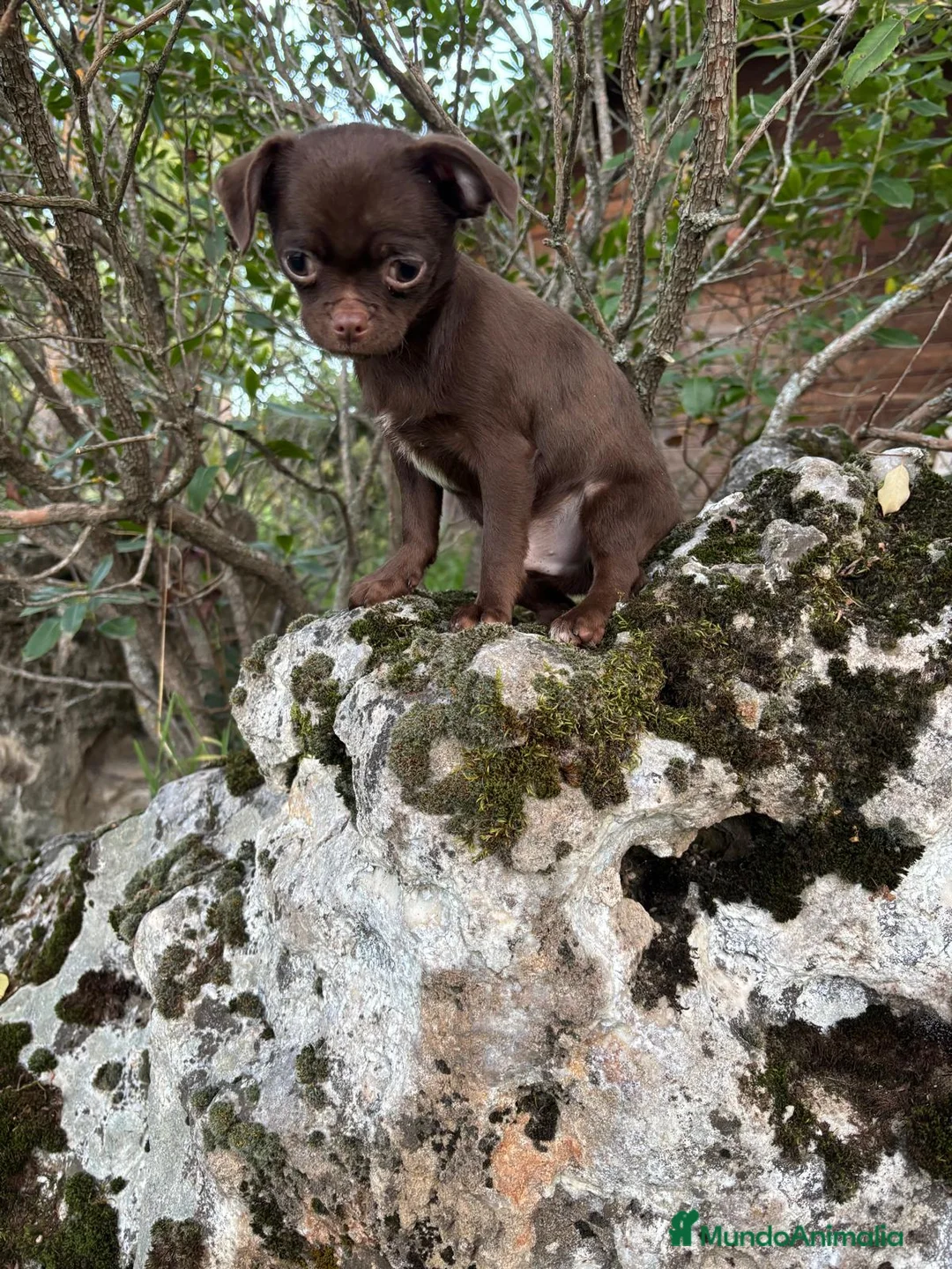 Chihuahua perros en venta: Chihuahua macho chocolate !! - Anuncio 3