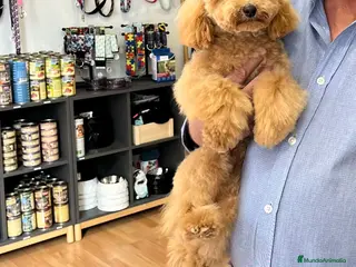 Caniche Mediano perros Caniche apricot - Anuncio 8