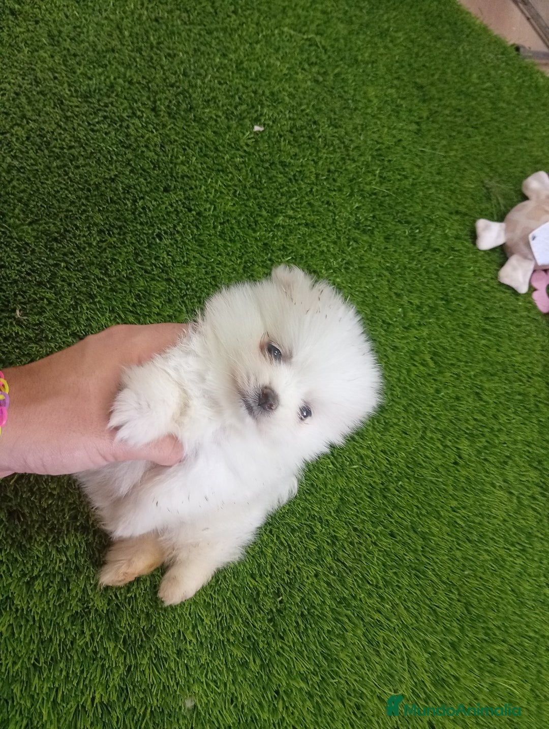 Pomerania perros en venta: PRECIOSO POMERANIA RUSO MINI TOY  - Imagen 3