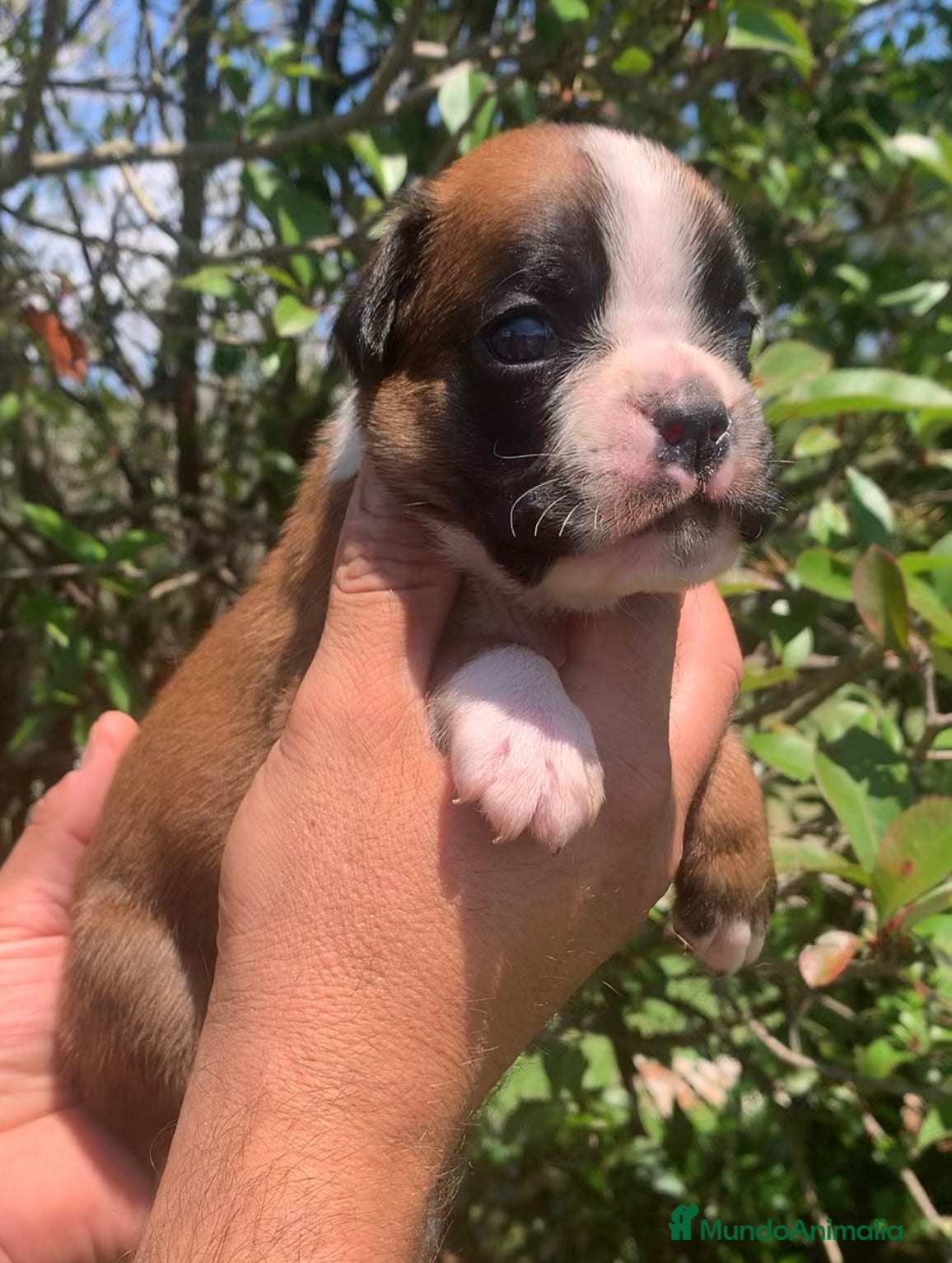 Boxer Cachorro 3
