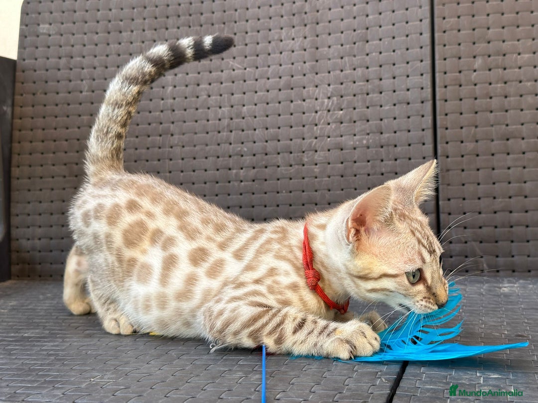 Bengalí gatos en venta: Bengalí Macho patrón snow - Imagen 2