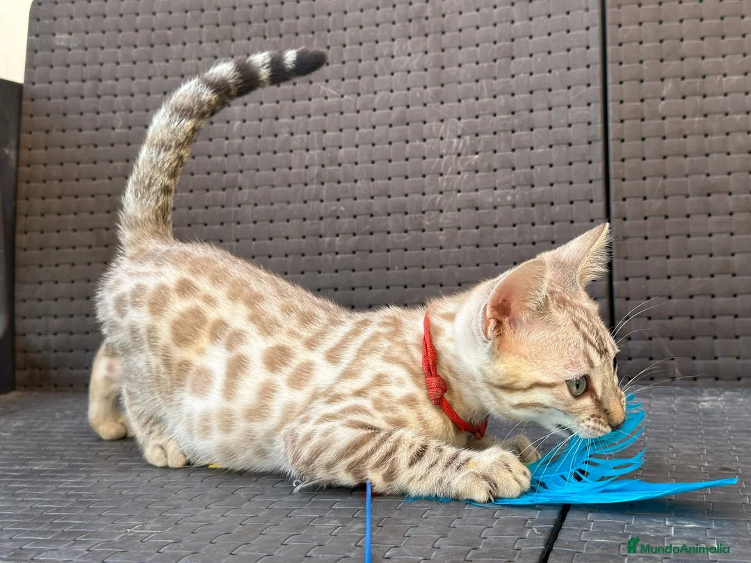 Bengalí gatos en venta: Bengalí Macho patrón snow - Anuncio 2