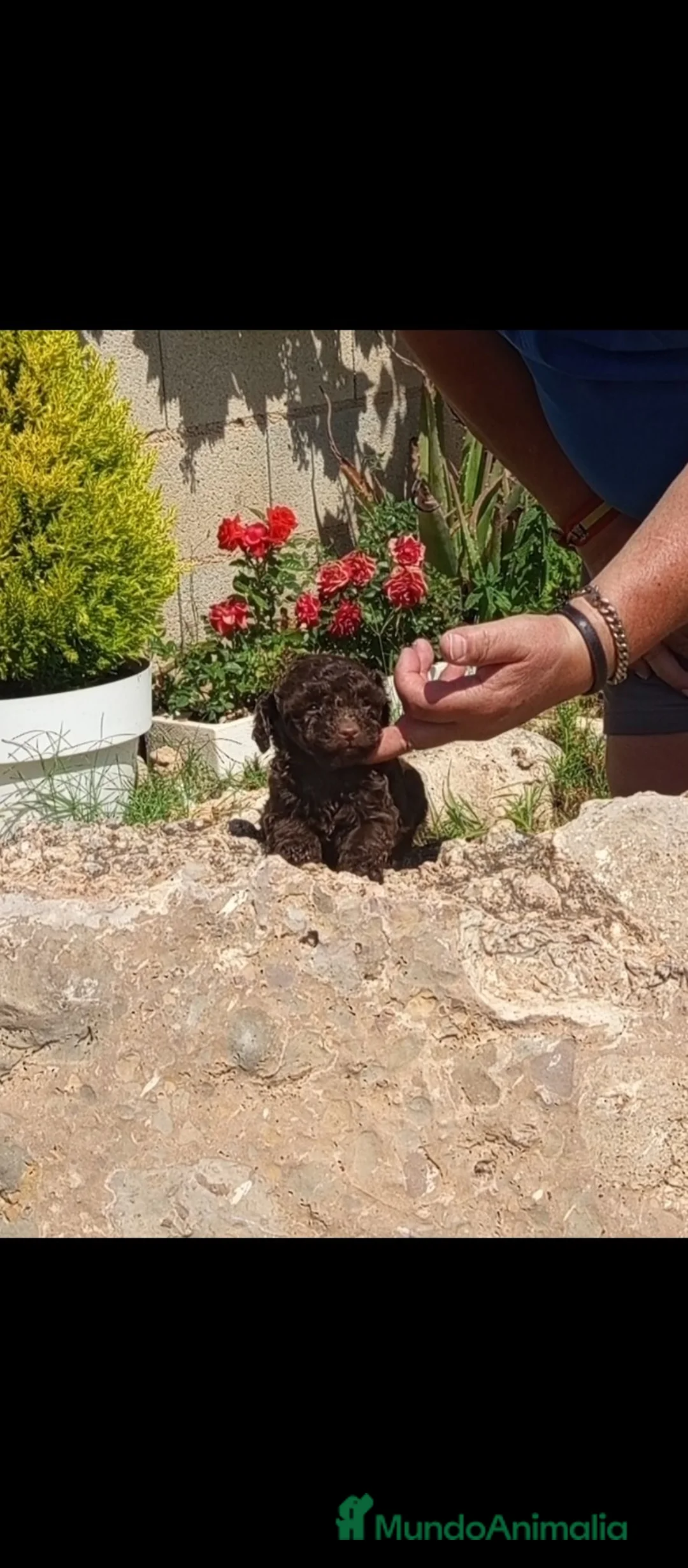 Caniche Toy perros en venta: Caniche, toy y minitoy  - Anuncio 3