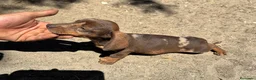Teckel perros en venta: Teckel Kannichen de Calidad  - Anuncio 9
