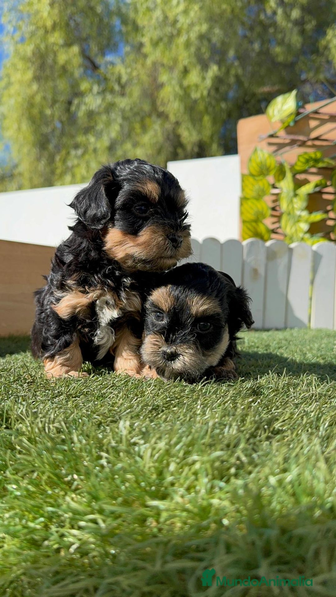Raza Mixta perros en venta: YORKIPOO - Imagen 10