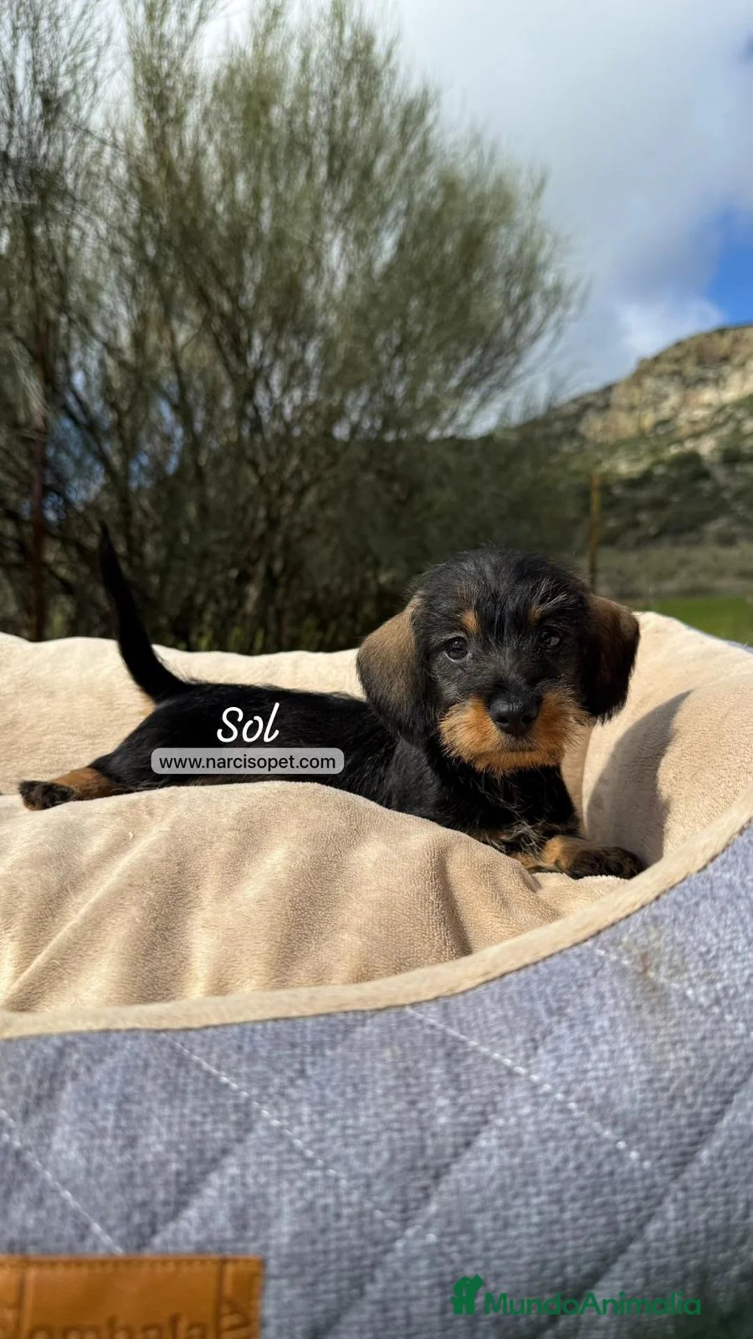 Teckel Miniatura perros en venta: TECKEL PELO DURO - Anuncio 1