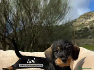 Teckel Miniatura perros TECKEL PELO DURO - Anuncio 1