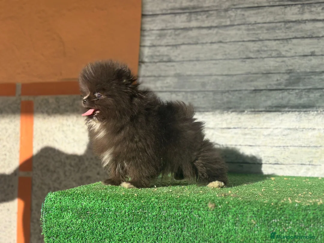 Pomerania perros en venta: Pomerania macho toy - Anuncio 2