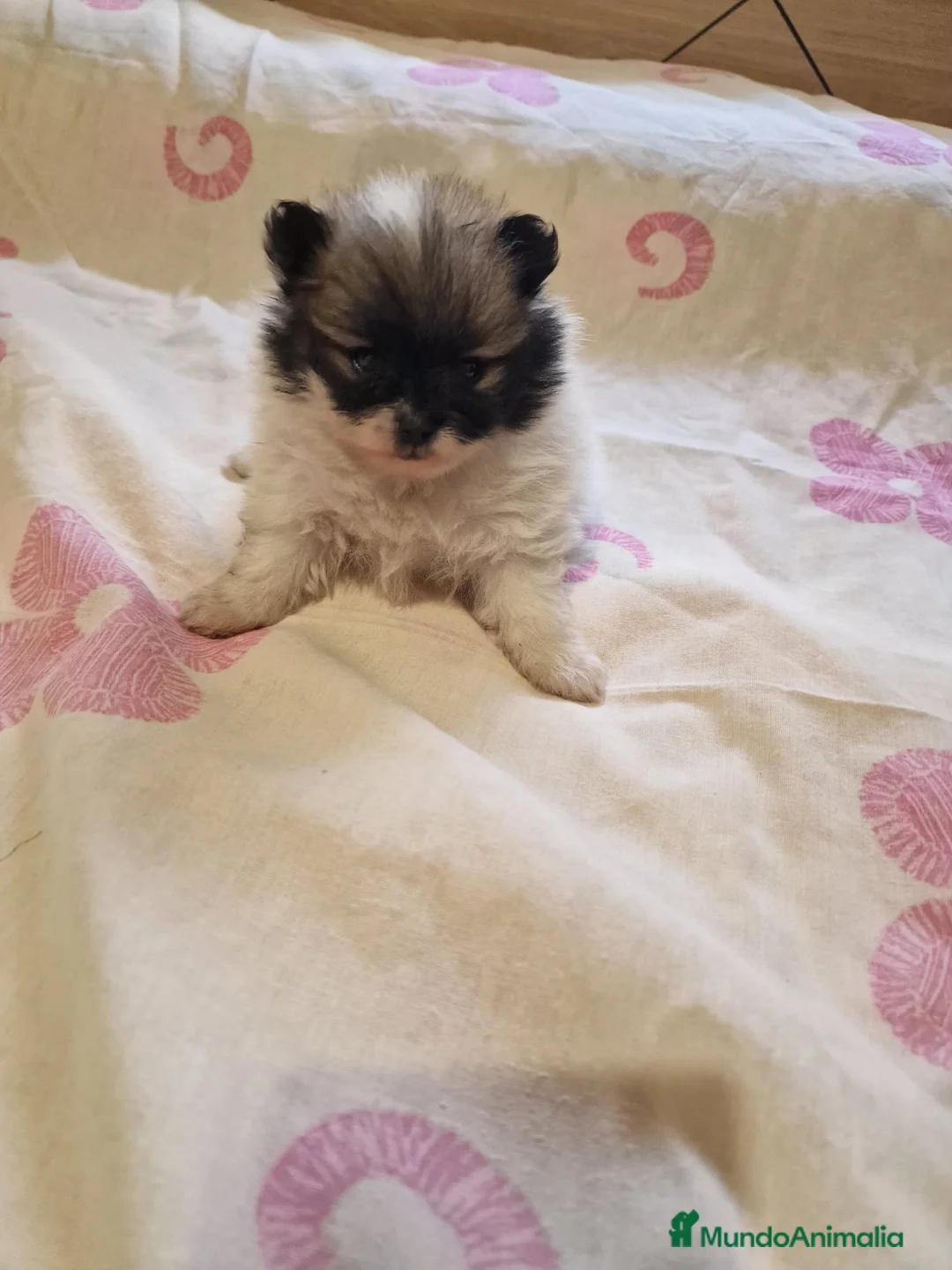 Pomerania perros en venta: Pomerania en Murcia - Anuncio 1