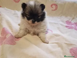 Pomerania perros Pomerania en Murcia - Anuncio 1
