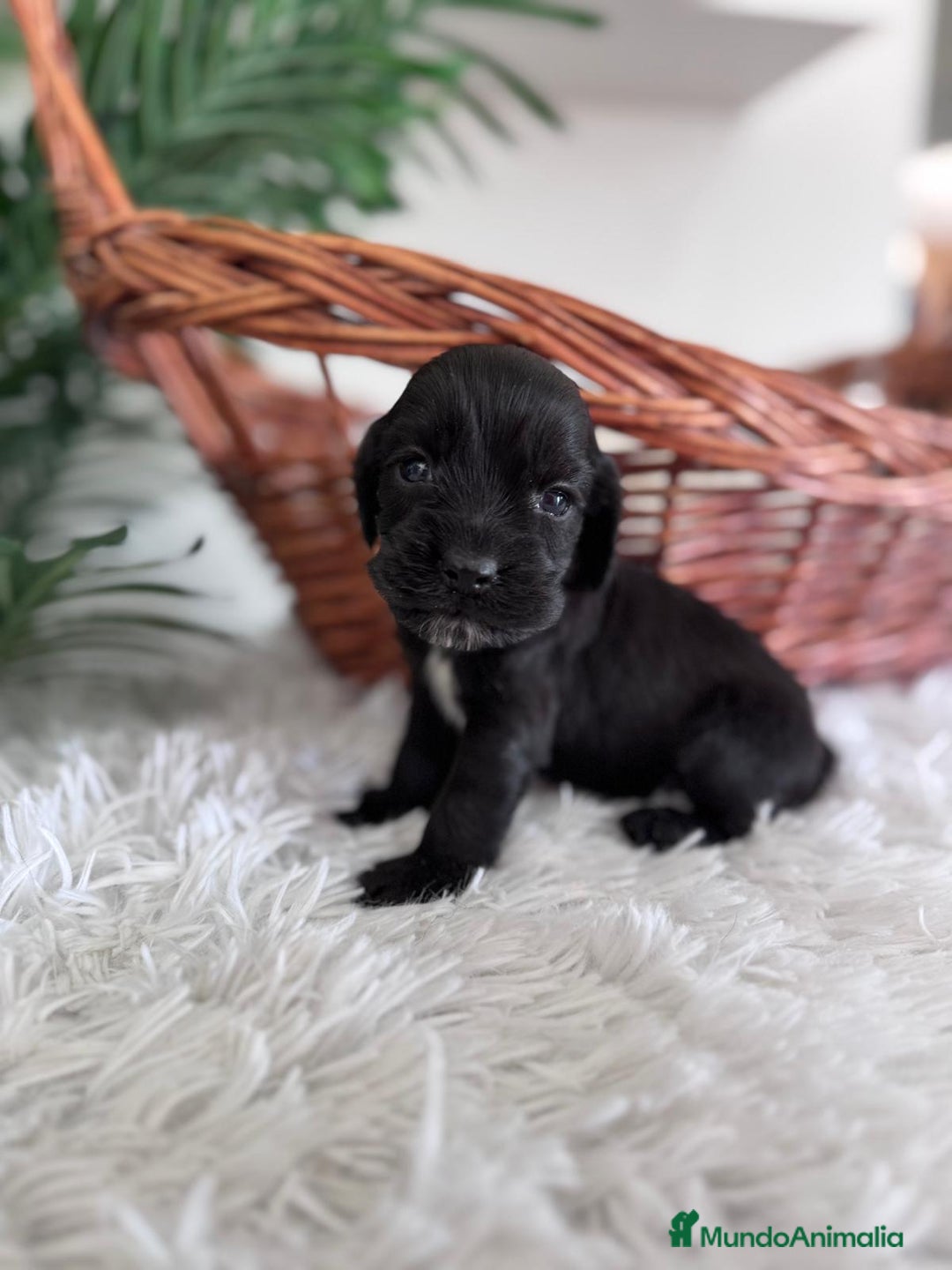 Cocker Spaniel Inglés perros en venta: COCKER SPANIEL INGLES - Imagen 16