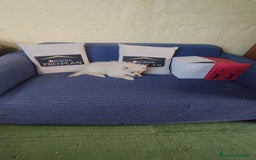 Pomerania perros en venta: Cachorro de pomerania  - Anuncio 3