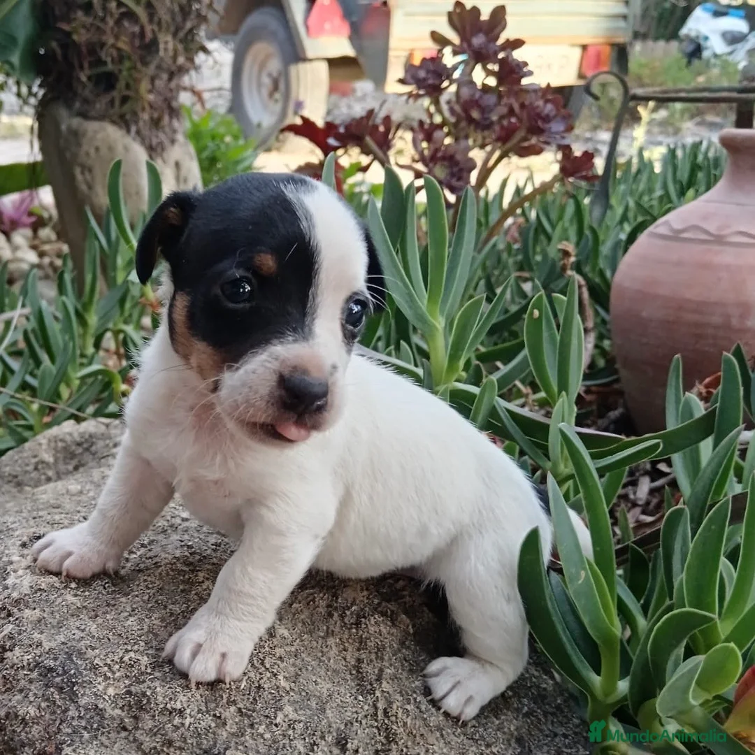 Jack Russell Terrier perros en venta: Jack Russell - Anuncio 5