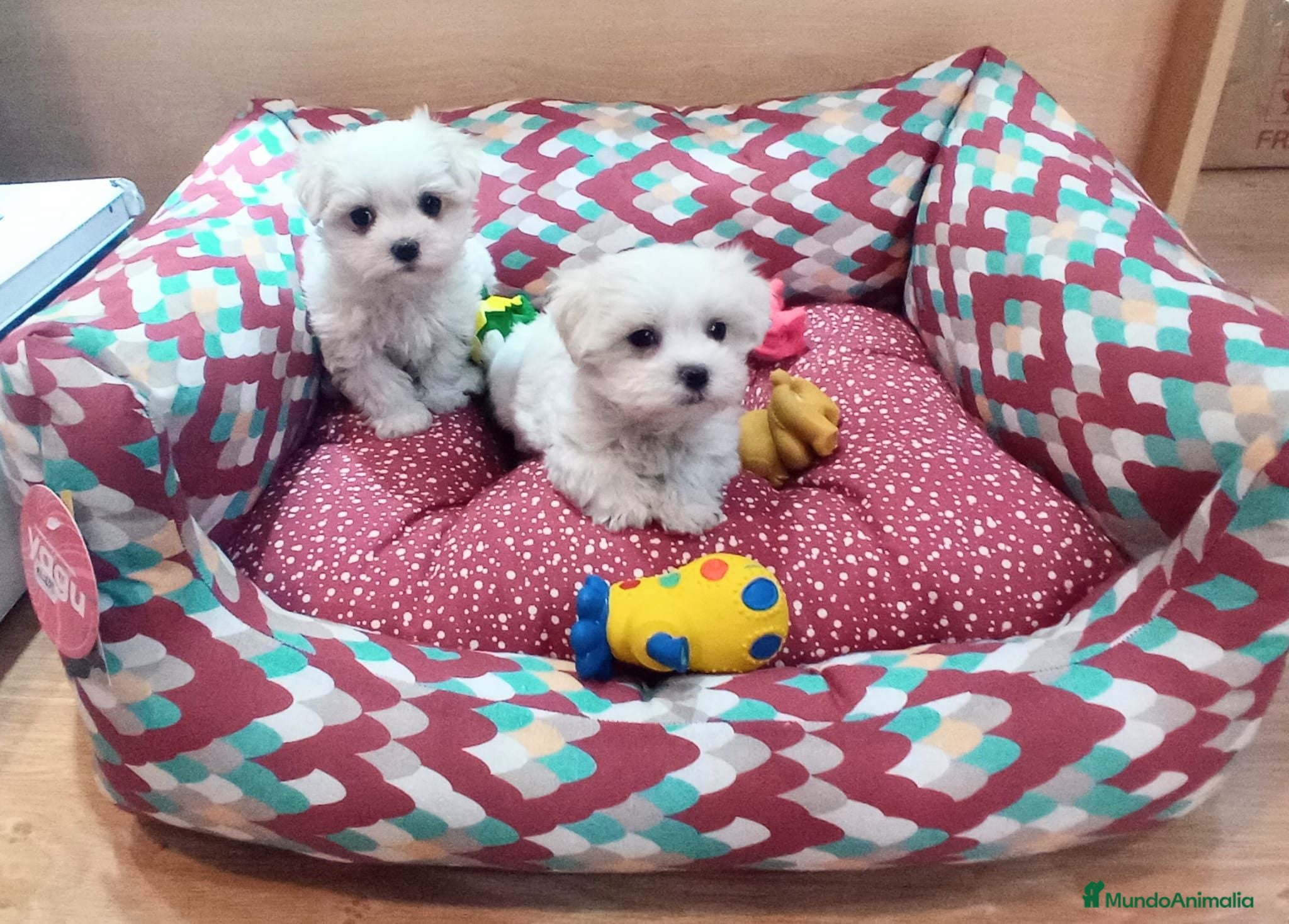 Bichón Maltés perros Bichón Maltés  - Anuncio 2