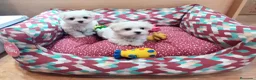 Bichón Maltés perros en venta: Bichón Maltés  - Anuncio 1