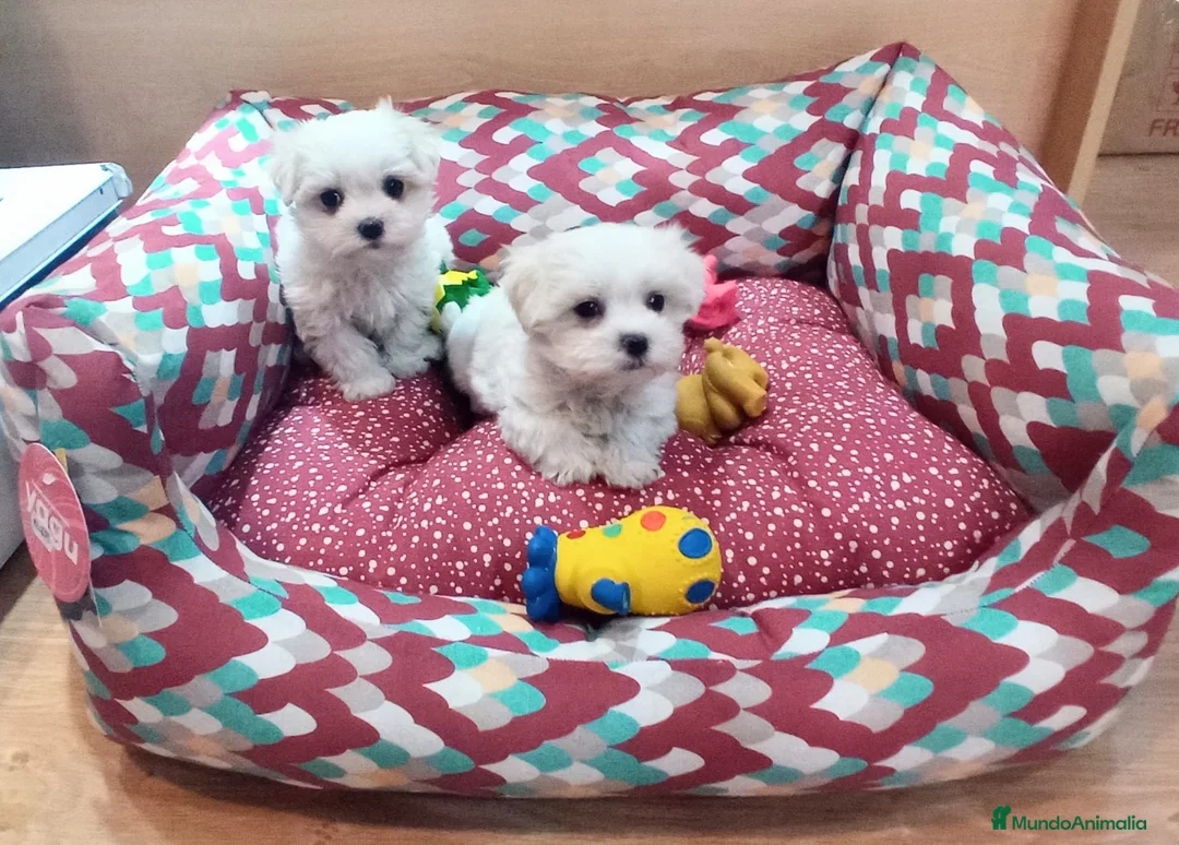 Bichón Maltés perros en venta: Bichón Maltés  - Anuncio 1