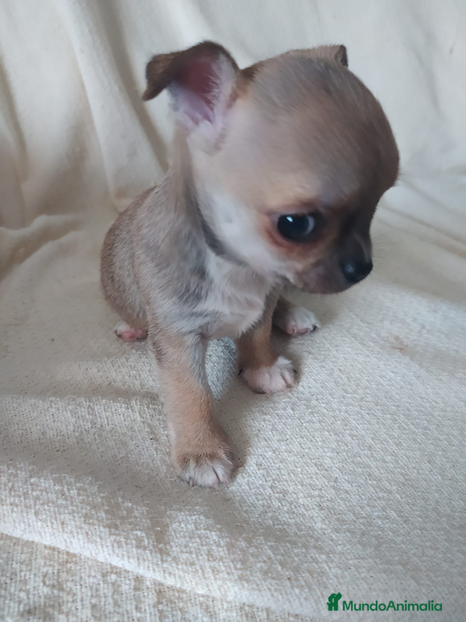 Chihuahua perros Preciosas camadas de Chihuahua    - Anuncio 2