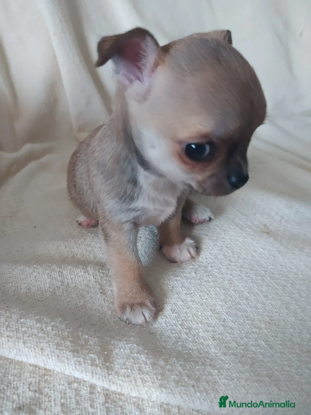 Chihuahua perros en venta: Preciosas camadas de Chihuahua    - Anuncio 2