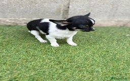Chihuahua perros en venta: Chihuahua micro toy - Imagen 4