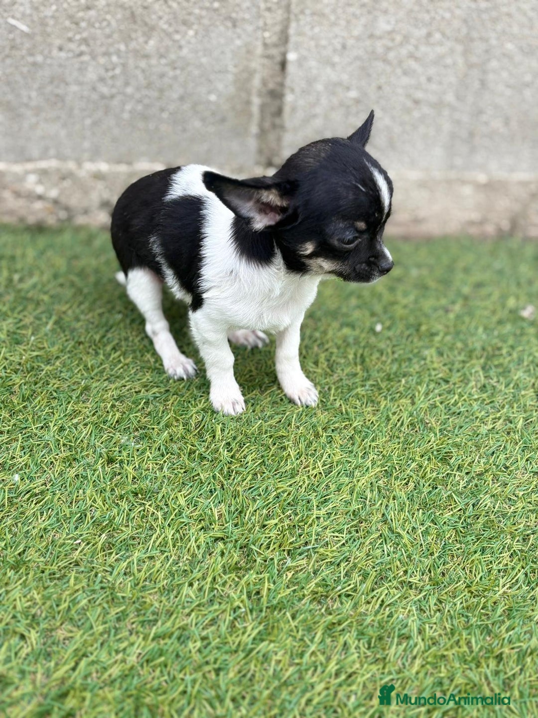 Chihuahua perros en venta: Chihuahua micro toy - Imagen 4