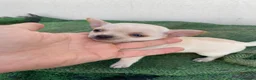 Chihuahua perros en venta: Preciosos chihiahuas toy cabeza manzana - Anuncio 2