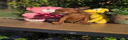 Pinscher Miniatura perros en venta: Mini pincher. Macho. Adopción  - Anuncio 2
