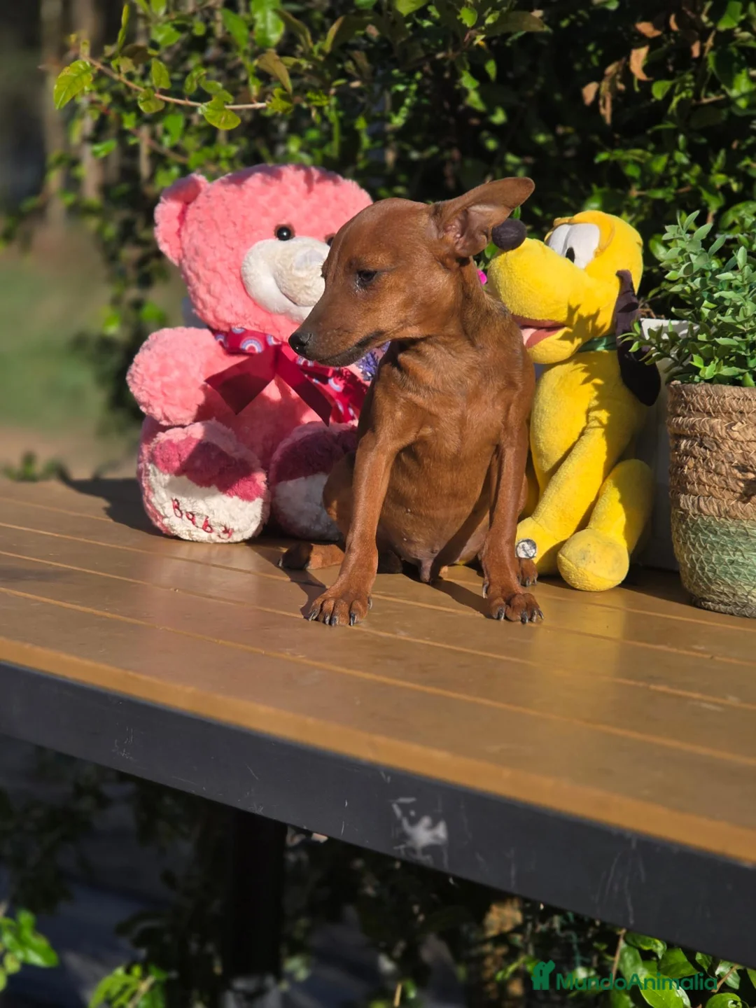 Pinscher Miniatura perros en venta: Mini pincher. Macho. Adopción  - Anuncio 2