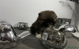 Pomerania perros en venta: Pomerania toy - Imagen 1