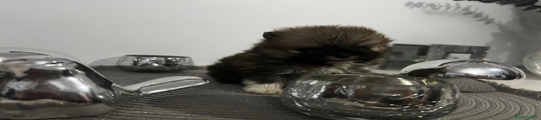 Pomerania Cachorro 1