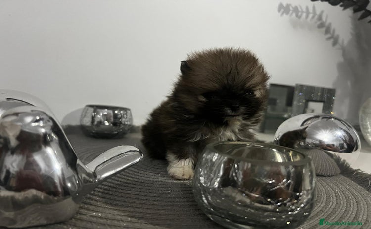 Pomerania perros - Anuncio 3