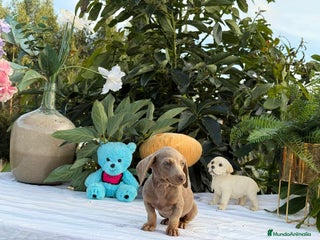 Teckel Miniatura perros - Anuncio 4