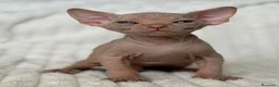 Sphynx gatos en venta: Sphynx  - Anuncio 5