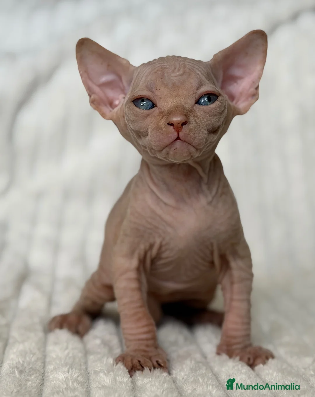 Sphynx gatos en venta: Sphynx  - Anuncio 5