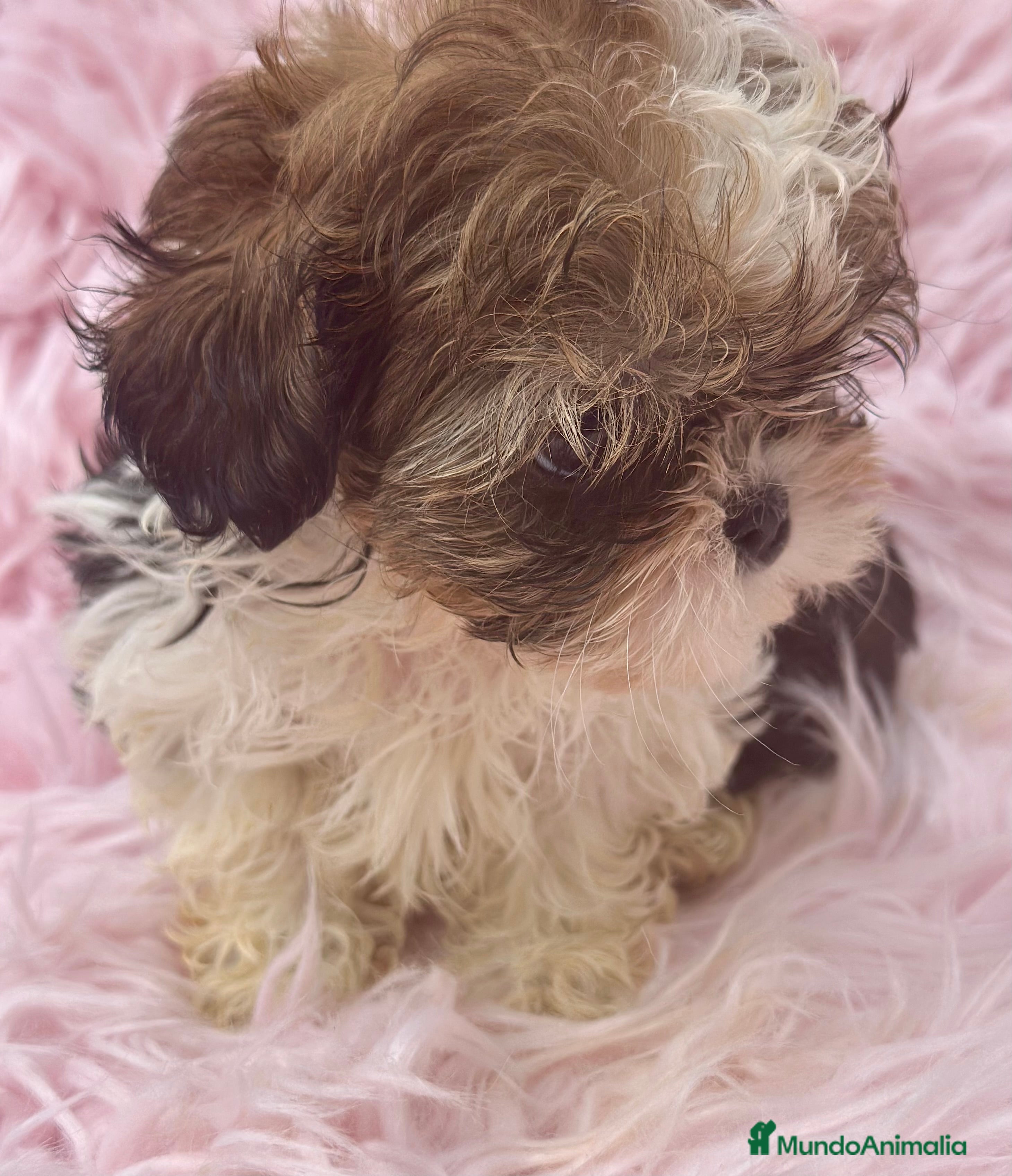 Shih Tzu perros SHIH TZU MINI DISPONIBLE HEMBRA - Anuncio 2