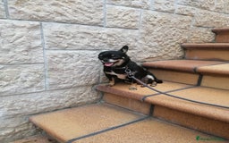 Chihuahua perros en venta: Chihuahuas puros - Imagen 4