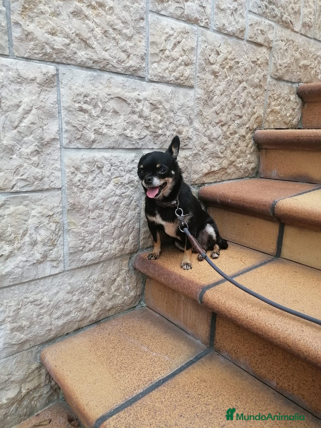 Chihuahua perros en venta: Chihuahuas puros - Imagen 4