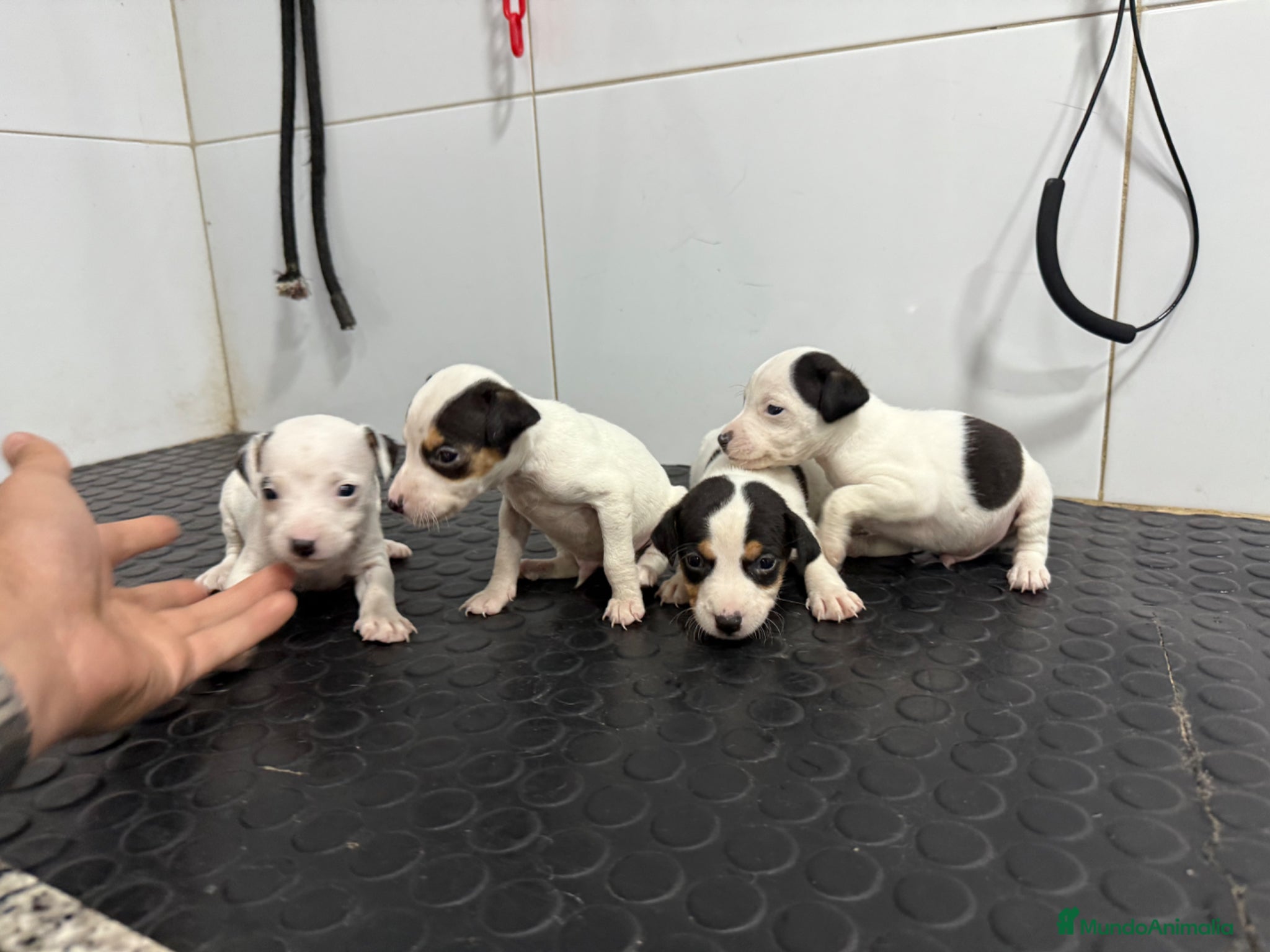 Ratonero Bodeguero Andaluz perros Bodeguero Andaluz 500€ ¡PRECIO REAL! - Anuncio 1
