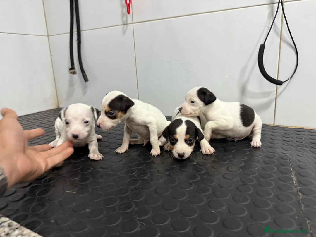 Ratonero Bodeguero Andaluz perros en venta: Bodeguero Andaluz 500€ ¡PRECIO REAL! - Anuncio 1
