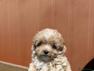 Maltipoo perros en Barcelona - Anuncio 20