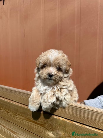 Maltipoo perros en Barcelona - Anuncio 11