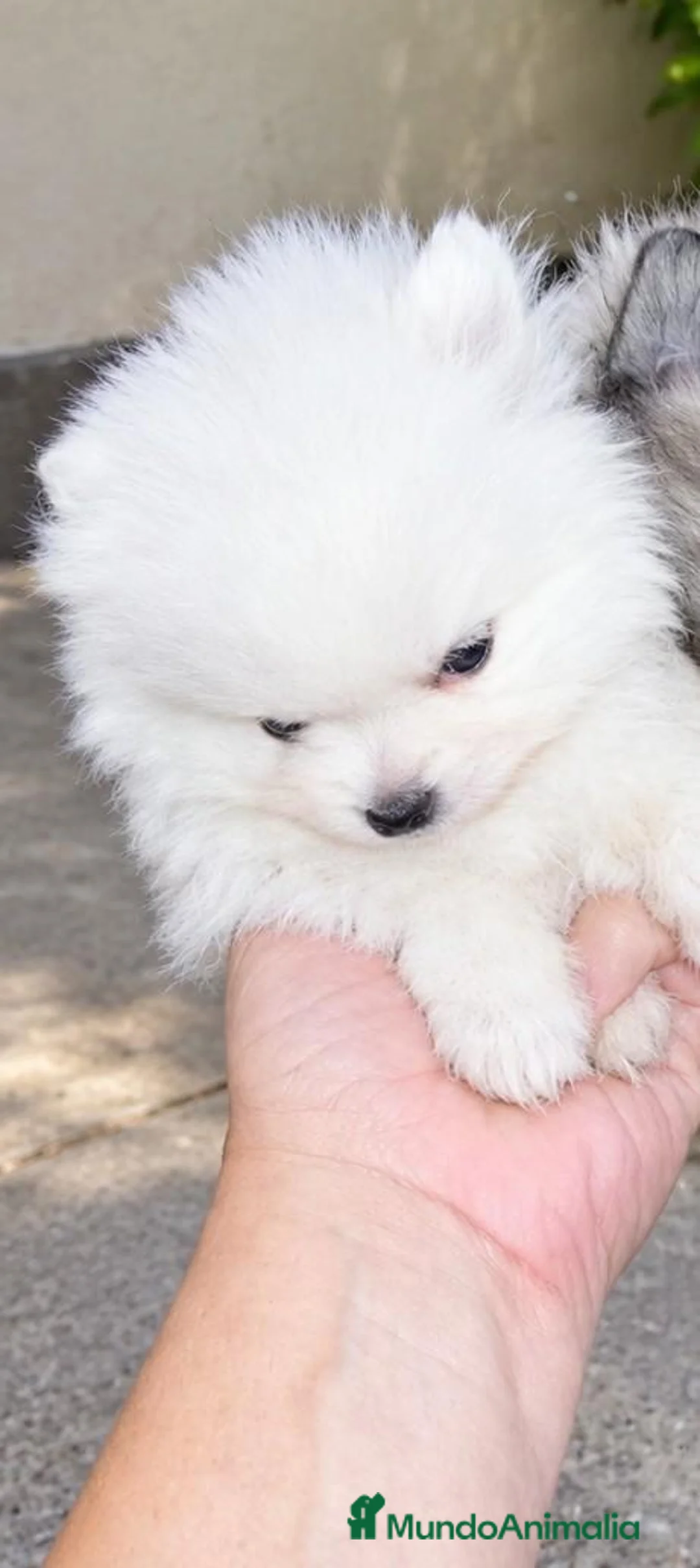 Pomerania perros en venta: POMERANIAS MACHITOS CHIQUITINES  - Anuncio 2